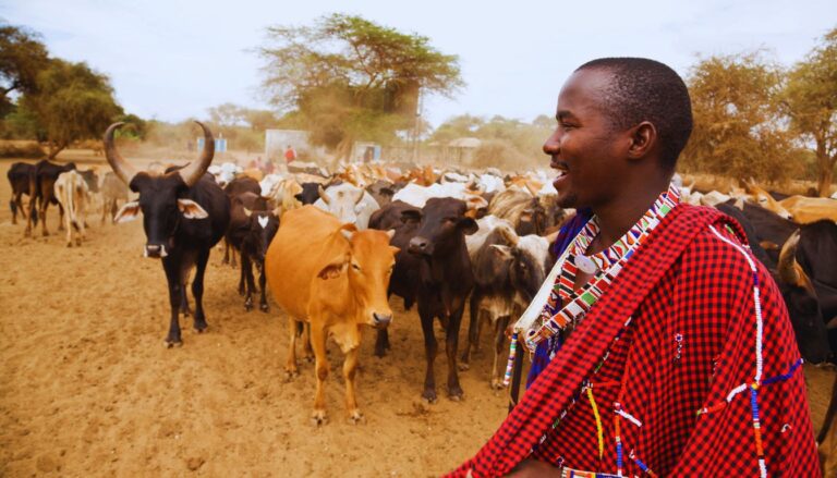 Cattle in Maasai